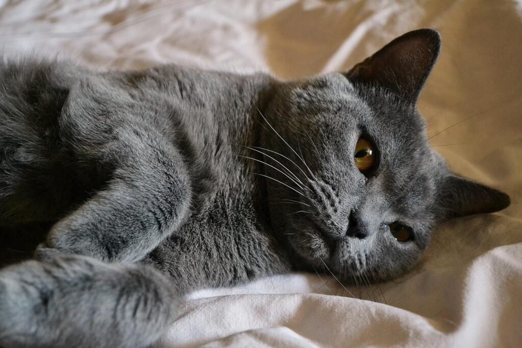 A relaxed British Shorthair cat lying down on a soft surface. Perfect for pet lovers.