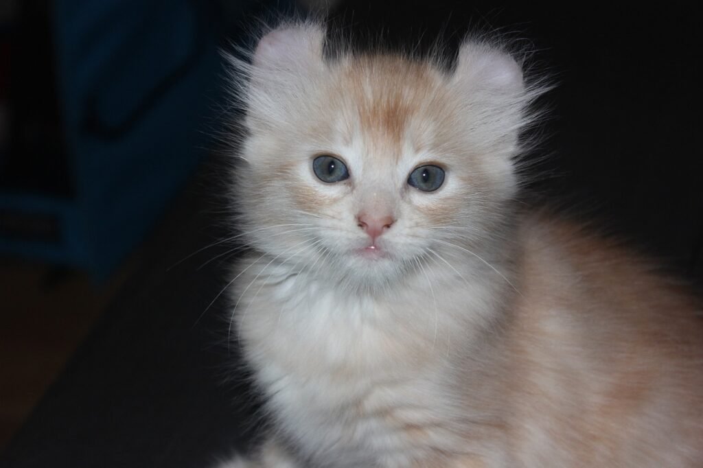 american curl, kitten, red tabby, animal, cat, cute, pet, american curl, american curl, american curl, nature, american curl, american curl