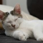 a white cat sleeping on top of a couch