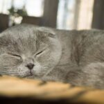 cat, grey, sleeping, pet, scottish fold, brown sleep, animal, brown sleeping, scottish fold, scottish fold, scottish fold, scottish fold, scottish fold