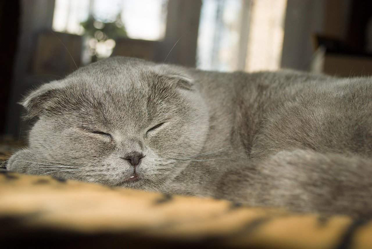 cat, grey, sleeping, pet, scottish fold, brown sleep, animal, brown sleeping, scottish fold, scottish fold, scottish fold, scottish fold, scottish fold