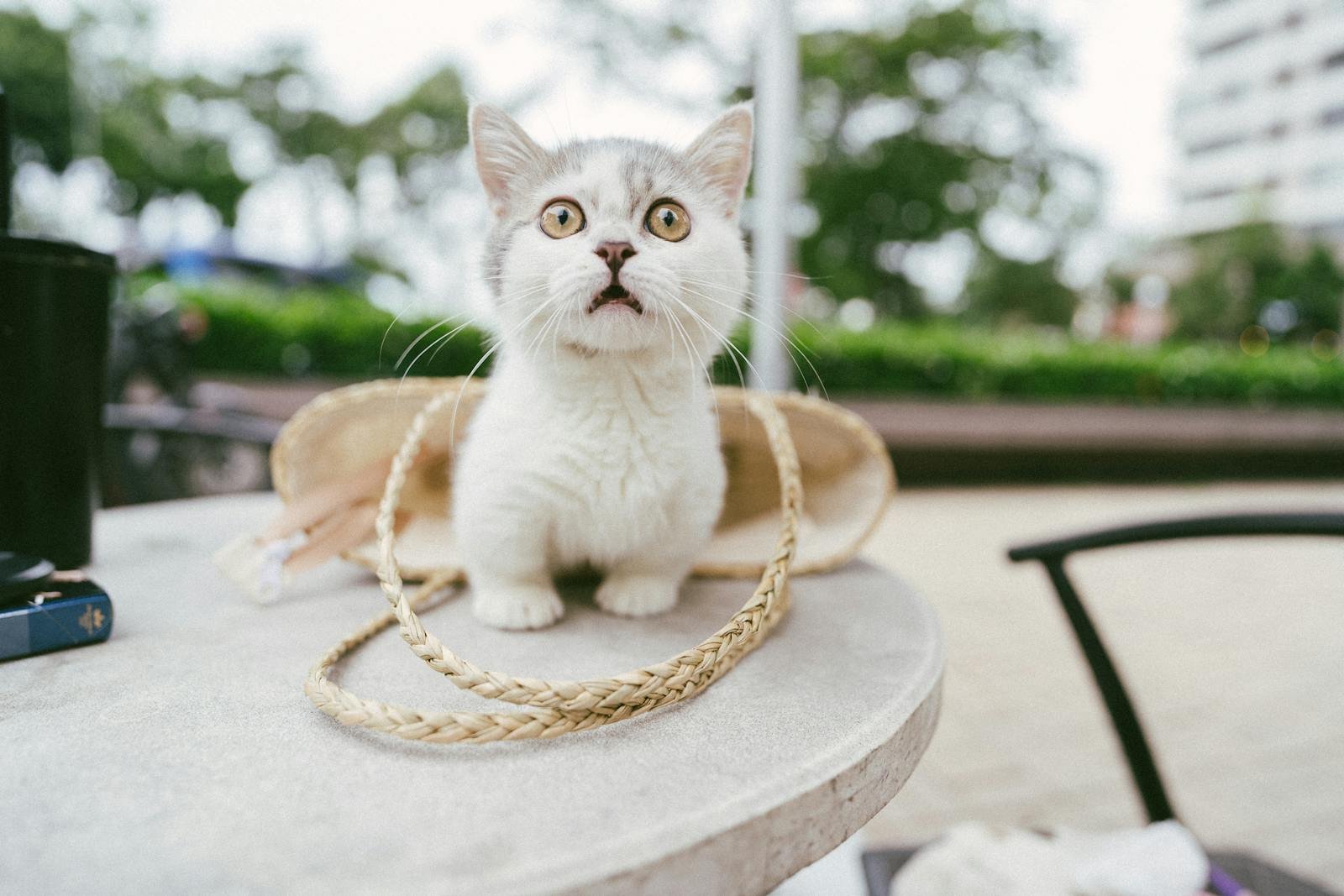 Cute kitten with wide eyes sits on a table outdoors, surrounded by a woven basket.