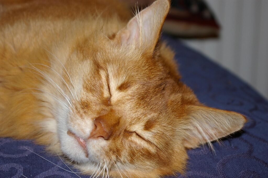 sleeping cat, somali, ginger cat, brown sleep, brown sleeping, somali, somali, somali, somali, somali