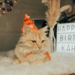 Orange tabby cat in a party hat celebrates its 2nd birthday with a lightbox display indoors.