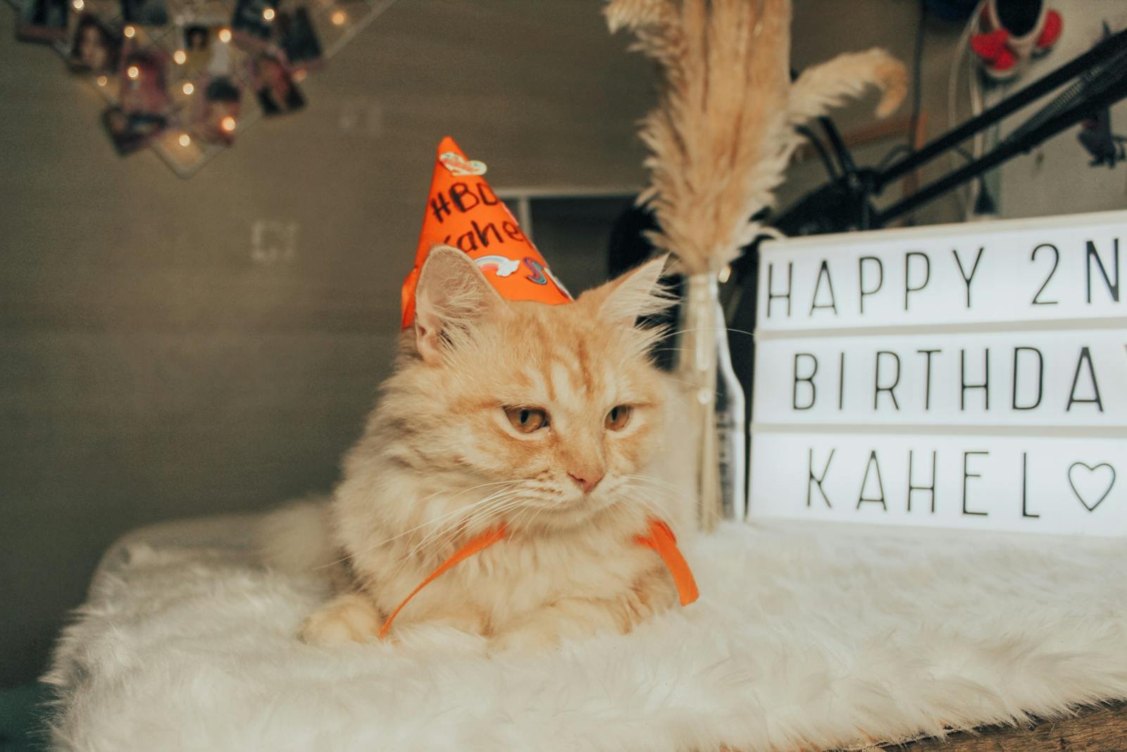 Orange tabby cat in a party hat celebrates its 2nd birthday with a lightbox display indoors.
