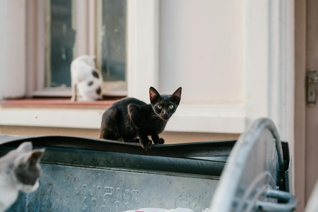 Curious stray cats exploring a garbage bin in a residential area in Georgia.