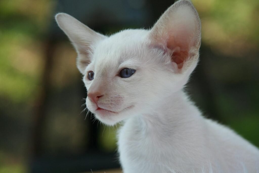 Adorable white kitten with blue eyes photographed outdoors against a soft background.
