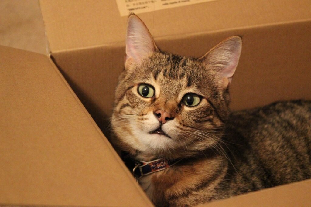 cat, feline, animal, kitty, box, cardboard box, nature, cat in a box, box, cardboard box, cardboard box, cardboard box, cardboard box, cardboard box, cat in a box, pet, cat in a box
