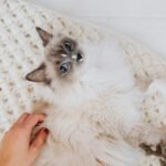 A fluffy Ragdoll cat enjoys a gentle pet on a cozy knit blanket.