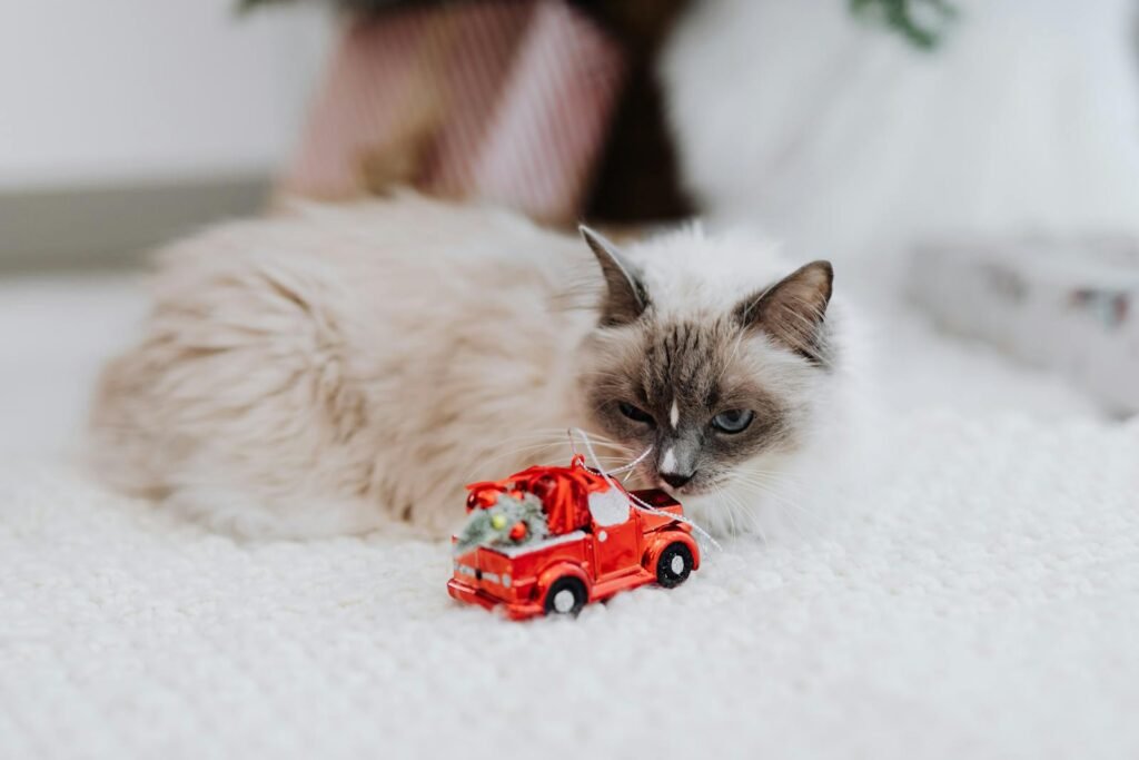 Adorable Himalayan cat lying next to a festive toy car in a cozy indoor setting.