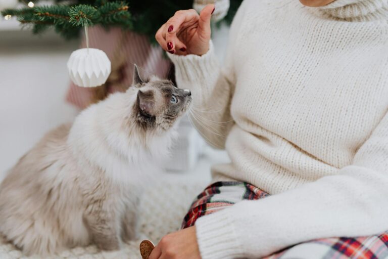 A Ragdoll cat curiously observes a woman in a cozy winter setting.