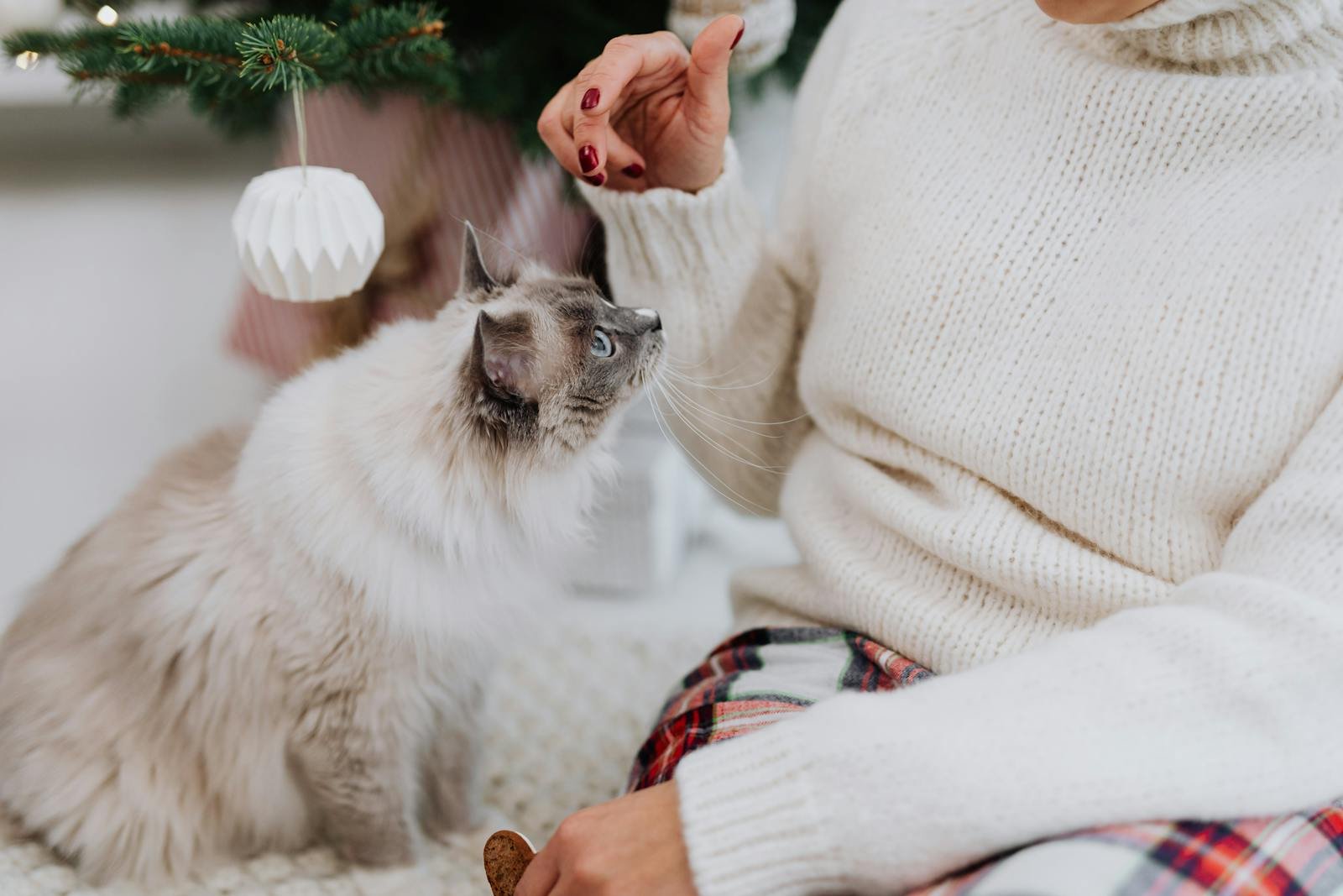 A Ragdoll cat curiously observes a woman in a cozy winter setting.