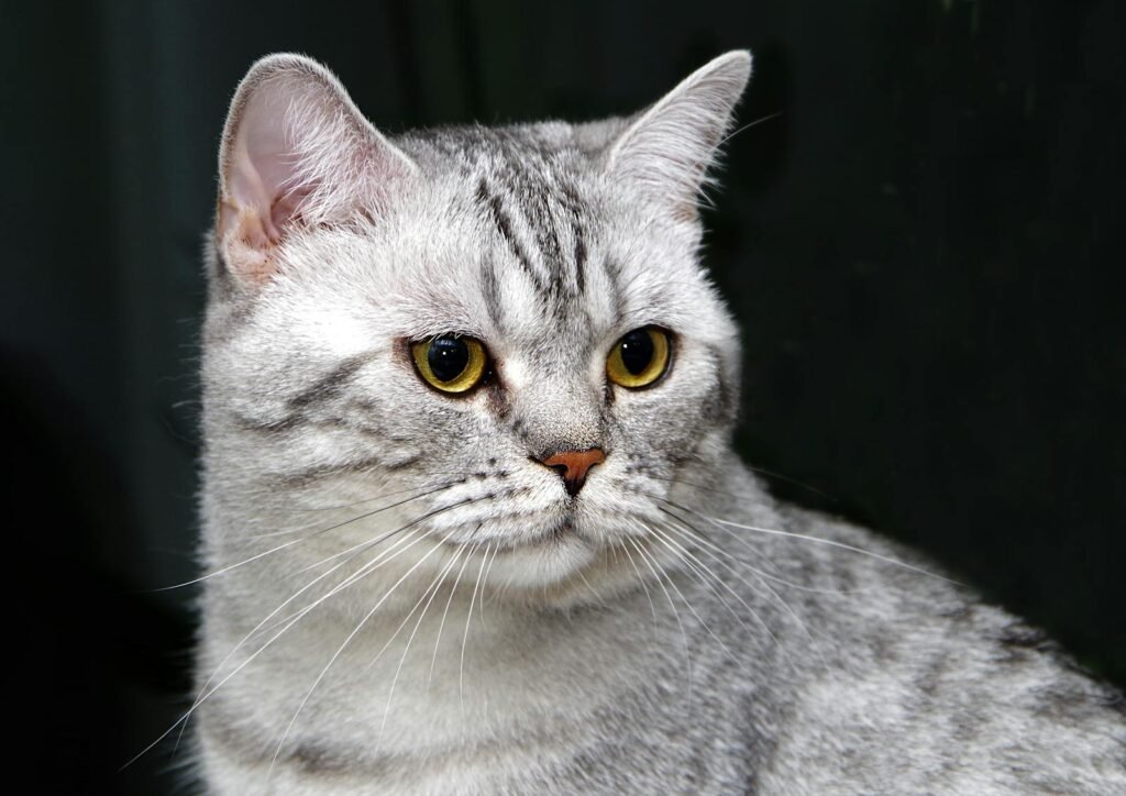 Close-up shot of a British Shorthair cat with striking yellow eyes and gray fur, perfect for pet lovers.