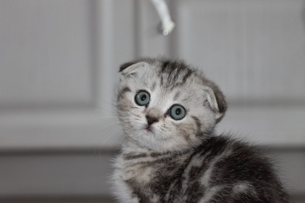cat, feline, kitty, kitten, whiskers, scottish fold, barsik almaty, scottish, furry, charming, animal, nature, pet, scottish fold, scottish fold, scottish fold, scottish fold, scottish fold