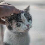 Close-up of a cat enjoying a gentle pet from a human hand outdoors.