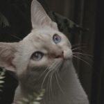 Adorable cat with different colors of eyes looking up while sitting near doorway and green leaves in countryside in daylight