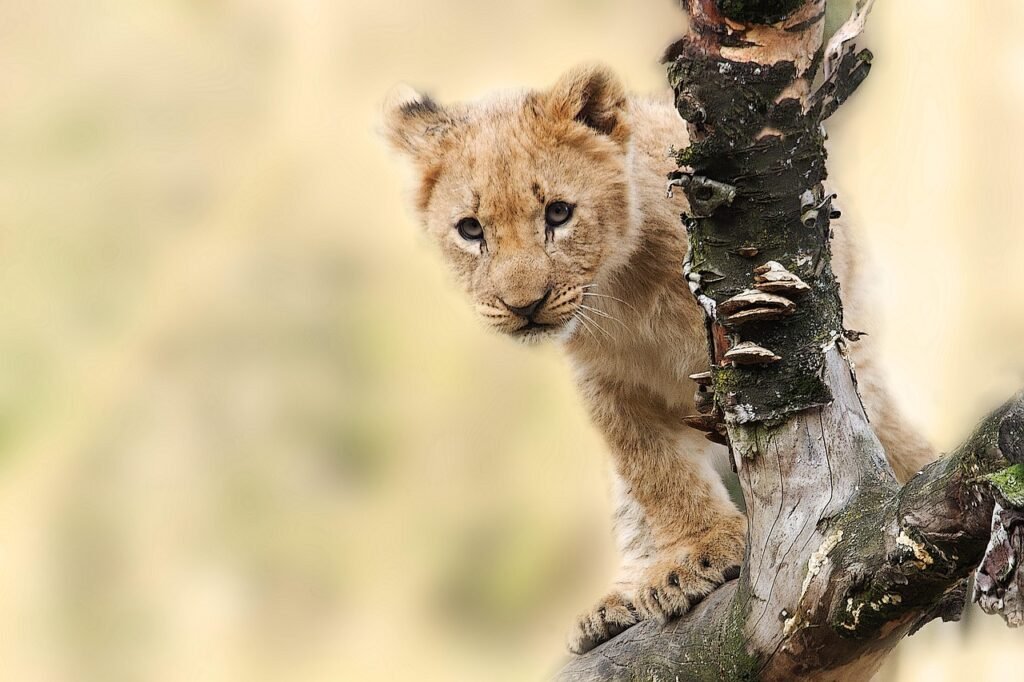 lion, cub, cat, pet, wild, wild cat, wild animal, wilderness, wildlife, animal, nature, animal world, carnivore, predator, panthera leo, king of the beasts, young, lion cub, safari, animal portrait, lion portrait, tanzania, lion, lion, lion, lion, lion