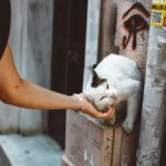 A white and black street cat enjoys a gentle pet from a person in an urban setting.