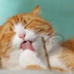 Close-up of a ginger tabby cat grooming itself outdoors in soft sunlight.