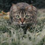 cat, tabby, field, pet, animal, domestic cat, feline, mammal, nature, cute, meadow, grass, portrait, cat, cat, cat, cat, cat