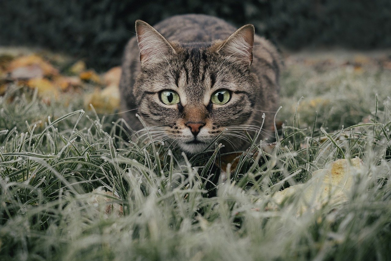 cat, tabby, field, pet, animal, domestic cat, feline, mammal, nature, cute, meadow, grass, portrait, cat, cat, cat, cat, cat