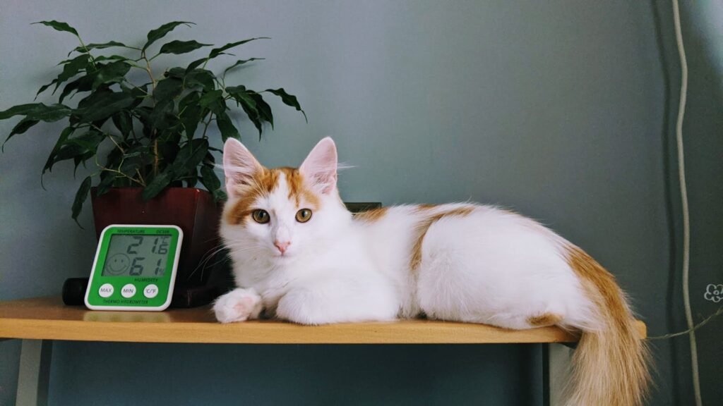 Adorable Turkish Van cat lounging on a table beside a plant and thermometer indoors.