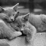 Charming grayscale photo of two gray kittens cuddled together, showing peacefulness and affection.