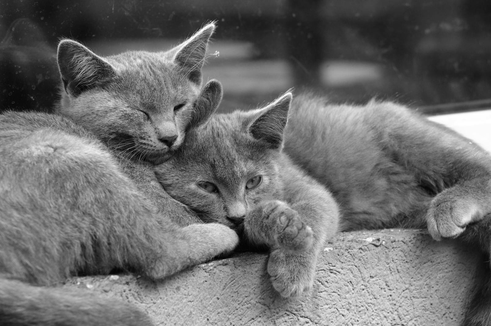 Charming grayscale photo of two gray kittens cuddled together, showing peacefulness and affection.