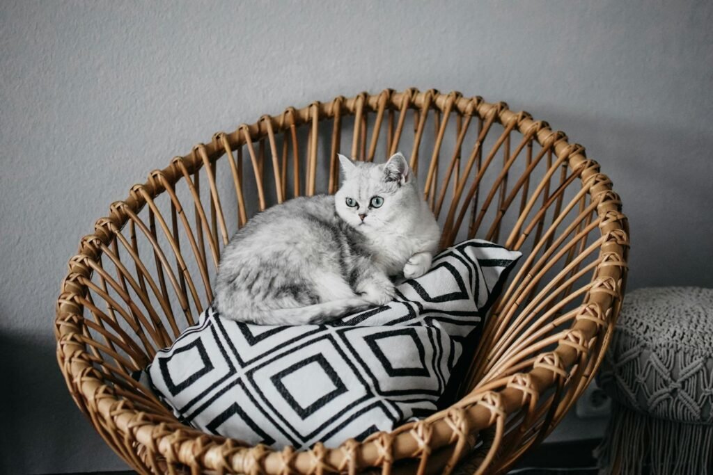 A cute British Shorthair cat lounging comfortably on a wicker chair indoors.