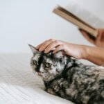 Crop faceless female reading interesting book and caressing fluffy domestic tabby while resting together on comfy bed