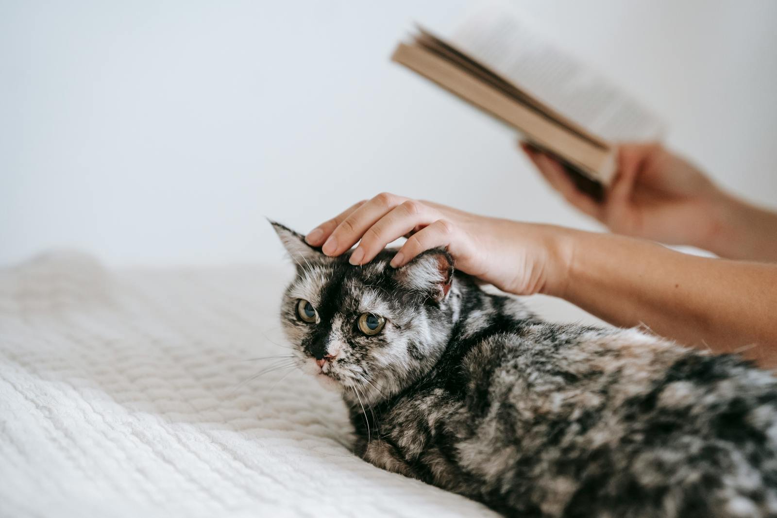 Crop faceless female reading interesting book and caressing fluffy domestic tabby while resting together on comfy bed