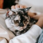 A serene indoor moment of a person cuddling a cute domestic cat with affection.