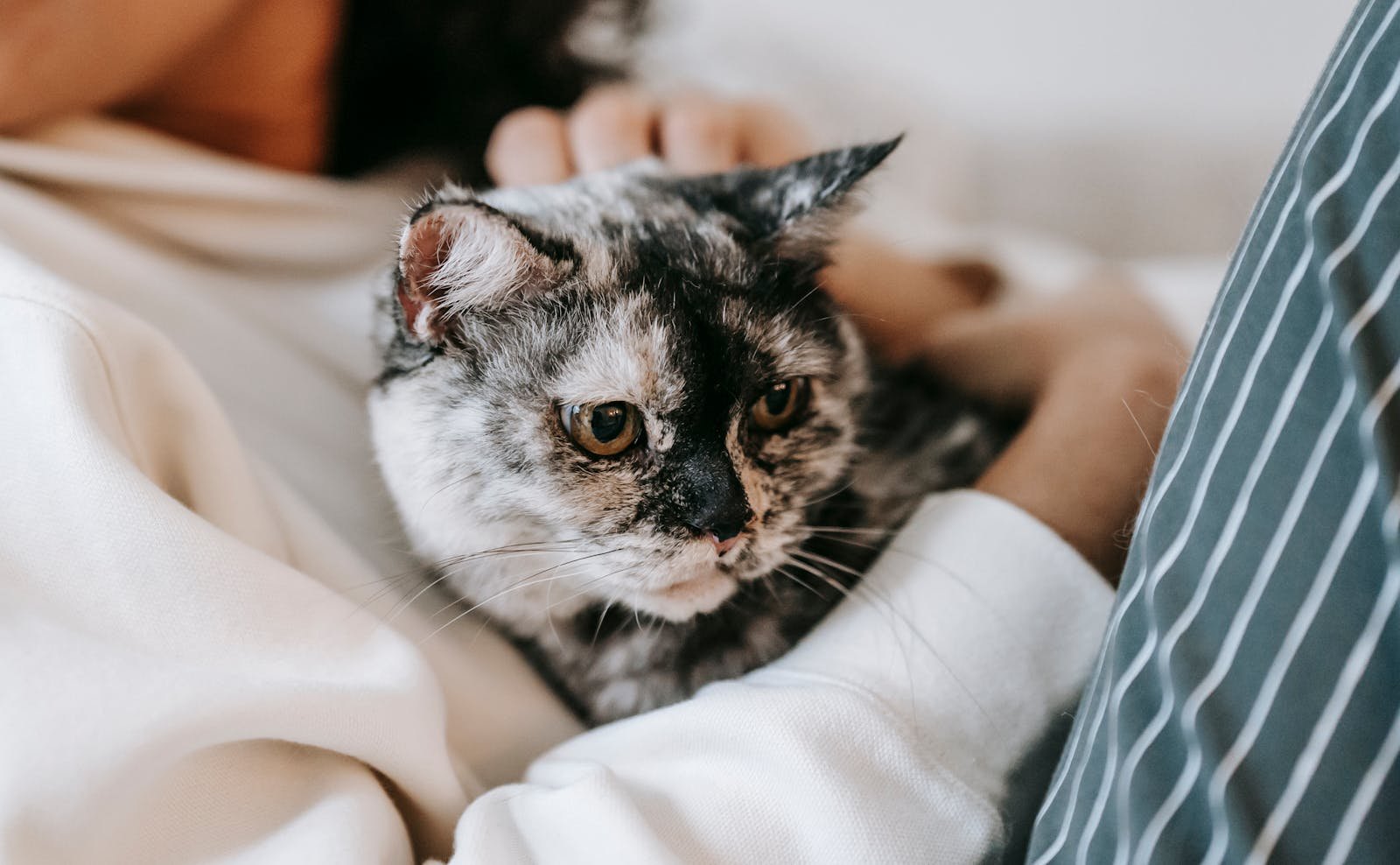 A serene indoor moment of a person cuddling a cute domestic cat with affection.