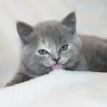 A cute gray kitten licking its paw on a soft white surface. Perfect pet photo.