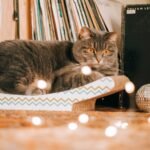 A cute grey cat lounging in a warm, vintage setting with vinyl records and a mirror ball.