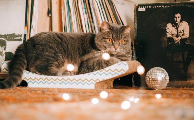 A cute grey cat lounging in a warm, vintage setting with vinyl records and a mirror ball.
