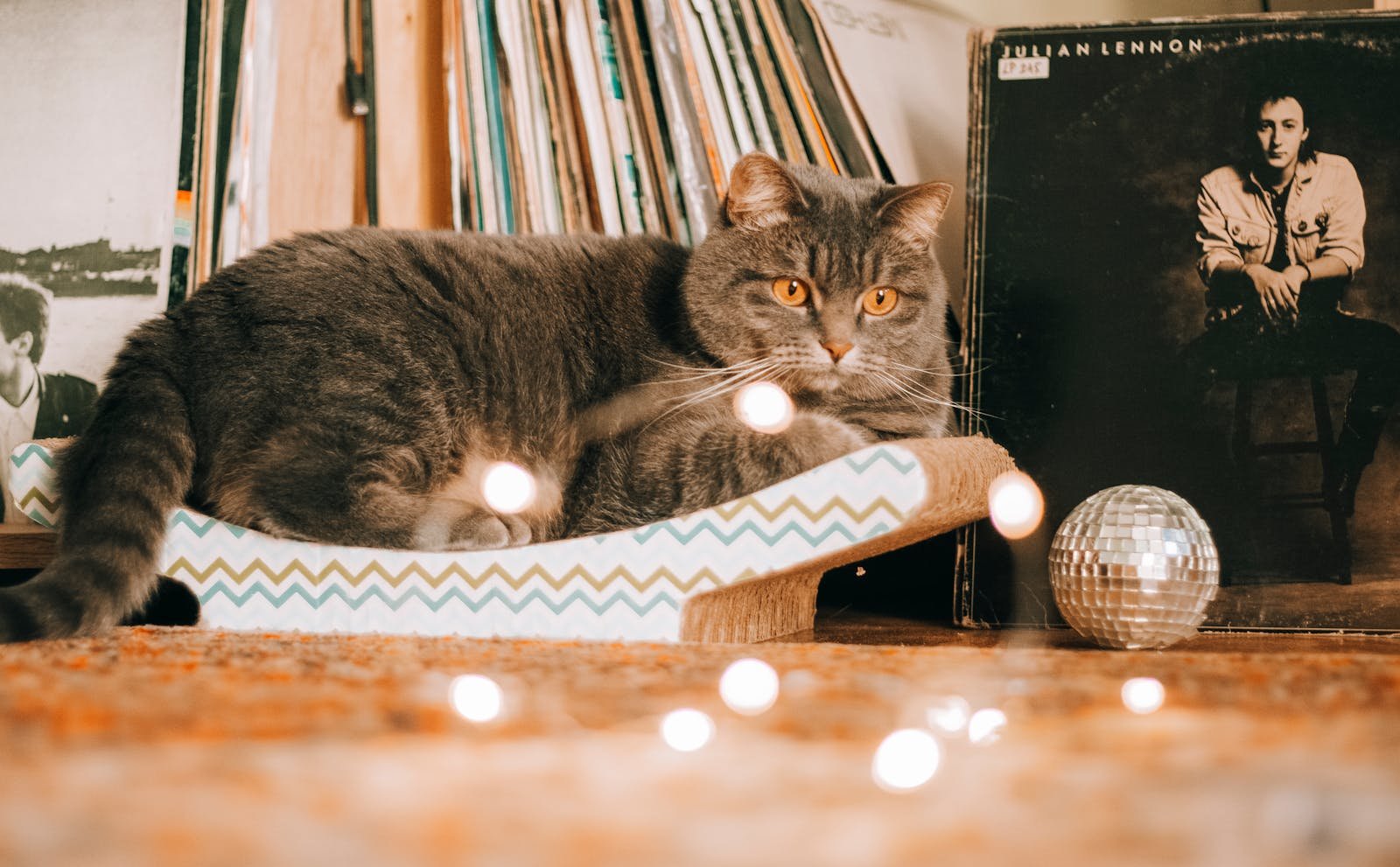 A cute grey cat lounging in a warm, vintage setting with vinyl records and a mirror ball.