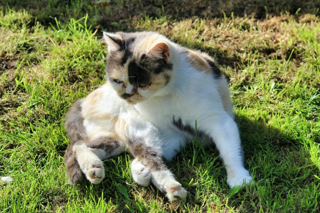Adorable calico cat lounging on green grass under the warm sunshine in a daytime outdoor setting.