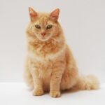 A fluffy ginger cat sitting gracefully, showcasing its vibrant fur against a minimalistic background.