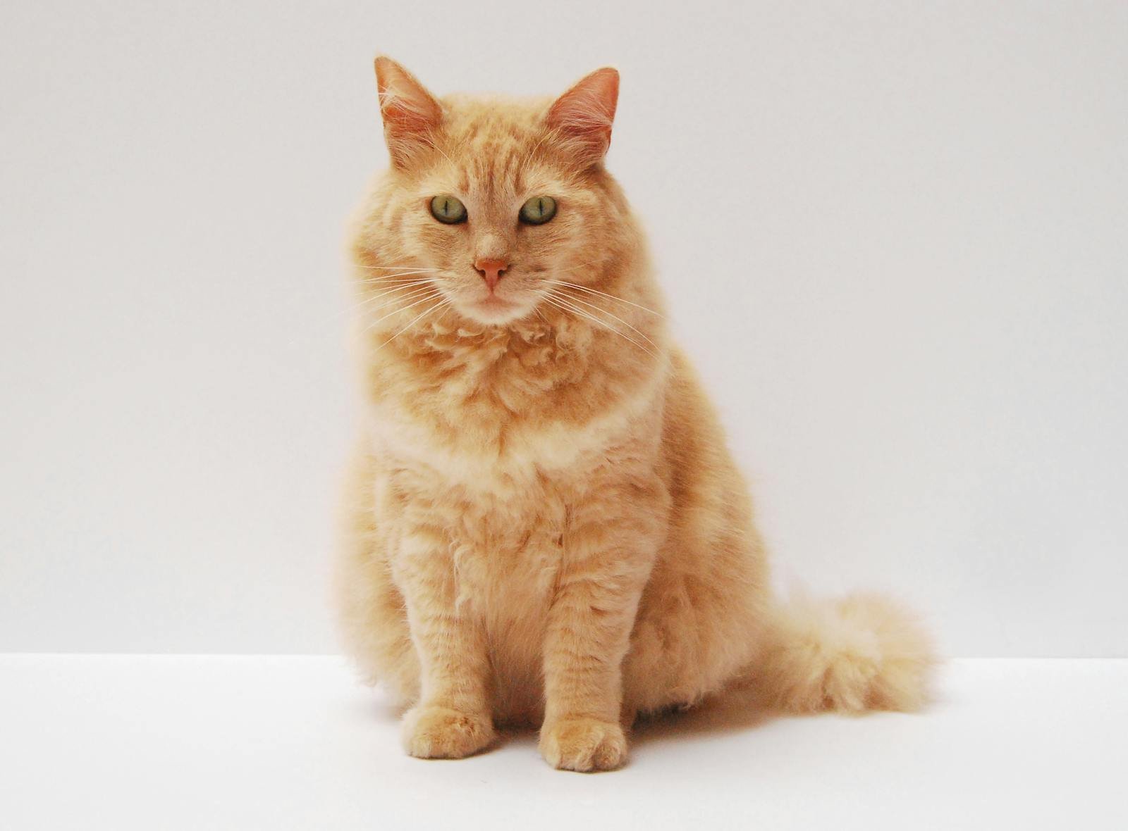 DIFFERENT TYPES OF CAT
