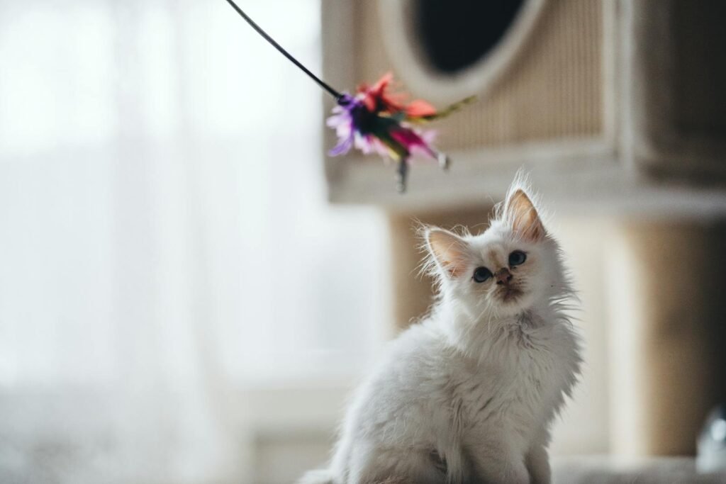 A cute white kitten with downy fur is intrigued by a colorful toy indoors.