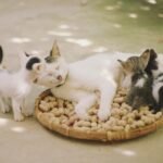 cats, kittens, nature, felines, family, basket, herd of cats, animals, kittens, family, family, family, family, family