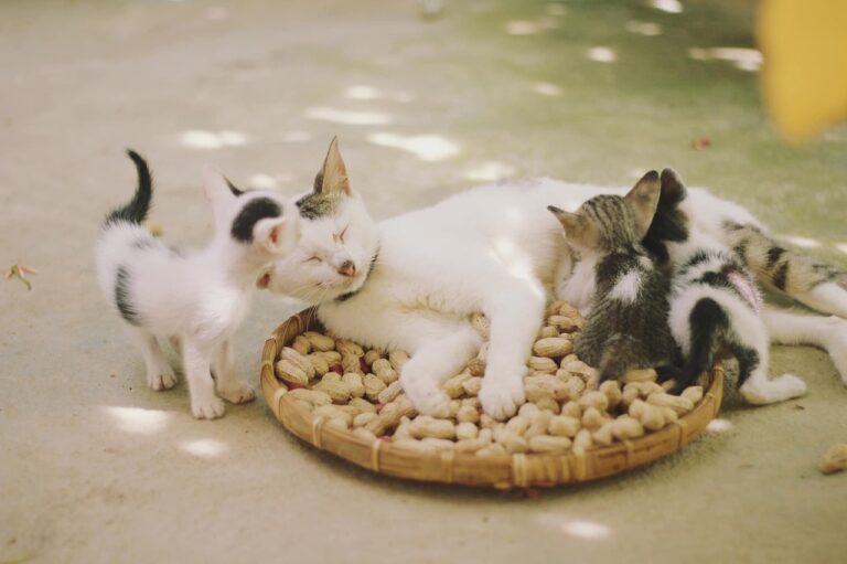cats, kittens, nature, felines, family, basket, herd of cats, animals, kittens, family, family, family, family, family