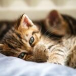 cat, kitten, pet, young cat, animal, domestic cat, feline, nature, cute, adorable, closeup
