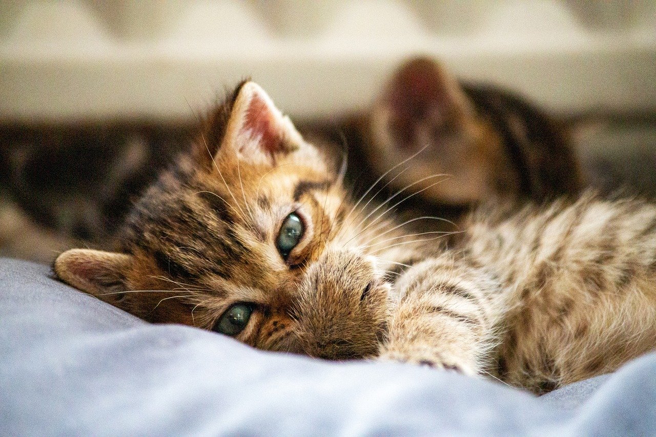 cat, kitten, pet, young cat, animal, domestic cat, feline, nature, cute, adorable, closeup