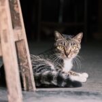 animal, cat, mammal, nature, feline, pet, kitten, cat, cat, cat, cat, cat, kitten
