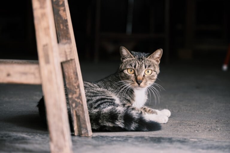 animal, cat, mammal, nature, feline, pet, kitten, cat, cat, cat, cat, cat, kitten