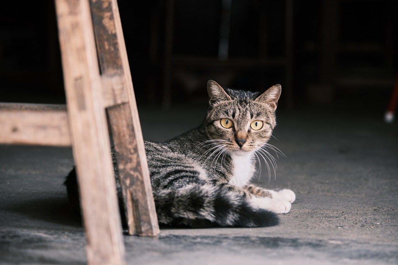 animal, cat, mammal, nature, feline, pet, kitten, cat, cat, cat, cat, cat, kitten