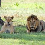 A male and female lion resting together in a grassy outdoor setting.