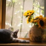 A sleeping cat and vibrant sunflowers bathed in sunlight on a windowsill.